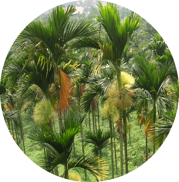 palmblad-wegwerpservies